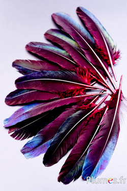 Faisan Swinhoe - 18-21 cm - noir-bleu nuit-bordeaux